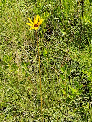 Variableleaf Sunflower (Helianthus heterophyllus)