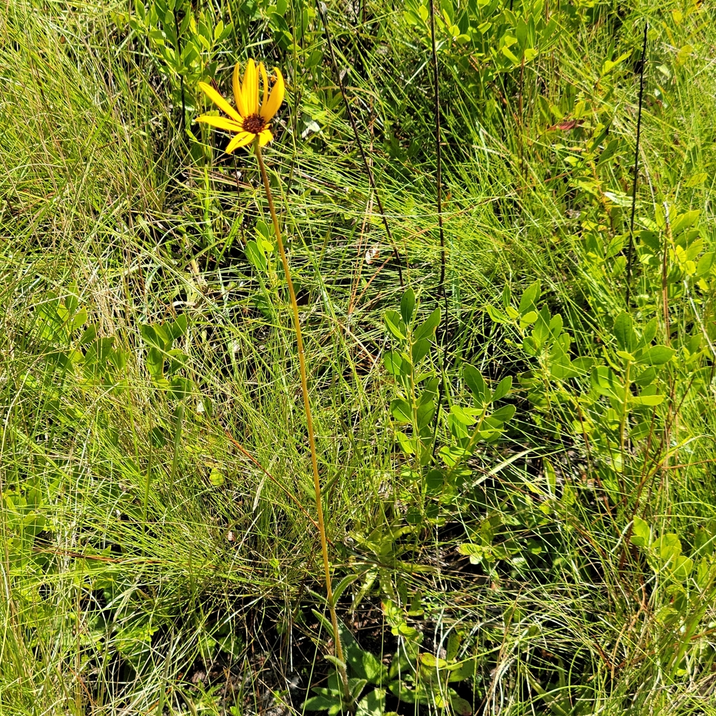 Helianthus heterophyllus; photograph (c) Jay Horn, some rights reserved (CC BY)