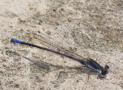Argia emma