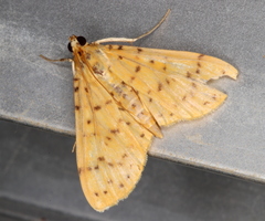 Conogethes