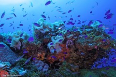 Taeniamia macroptera