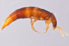 Ischnosoma lecontei