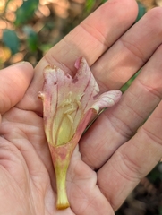 Tecomanthe hillii, photograph (c) Lewis, some rights reserved (CC BY-SA)