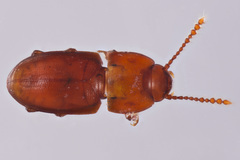 Catopocerus appalachianus