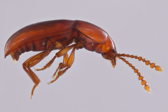 Catopocerus appalachianus