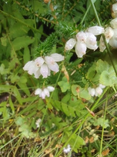 Smugglers Heath (Erica mackayana)