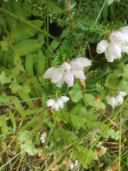 Erica mackayana, photograph Daniel Heras González, CC BY, iNaturalist via GBIF