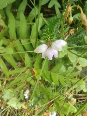 Erica mackayana, photograph Daniel Heras González, CC BY, iNaturalist via GBIF