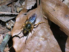 Teuchocnemis lituratus