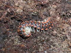 Euryurus carolinensis