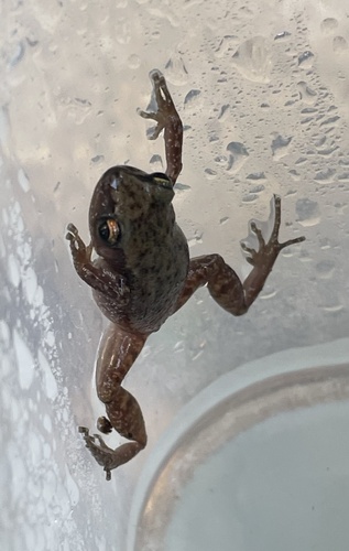 Rio Grande Chirping Frog (Eleutherodactylus campi), a species recorded in Texas