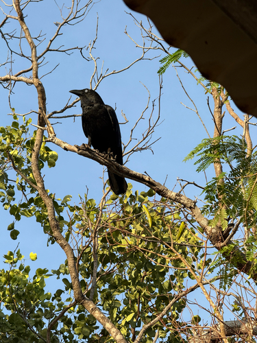 Torresian Crow