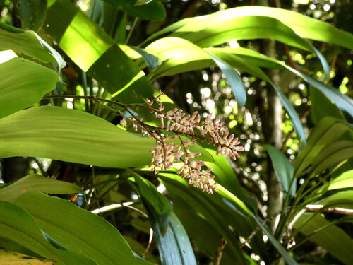 Canna-leaved Palm-lily (Cordyline cannifolia)
