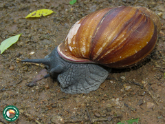 Megalobulimus lopesi