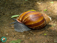 Megalobulimus lopesi