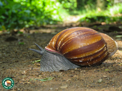 Megalobulimus lopesi