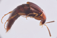 Bryoporus rufescens