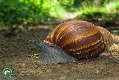 Megalobulimus lopesi