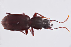 Pterostichus palmi