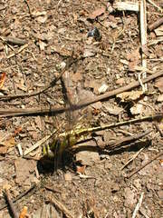 Gomphurus septima