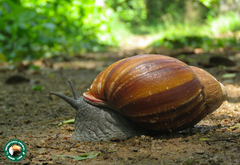 Megalobulimus lopesi