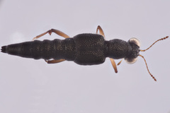 Stenus punctatus
