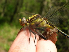 Gomphurus septima