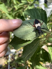 Microtomus purcis