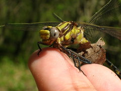 Gomphurus septima