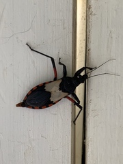 Microtomus purcis