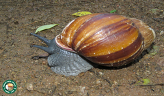 Megalobulimus lopesi