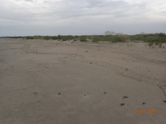 Caretta caretta