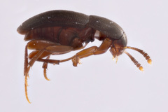 Ptomaphagus