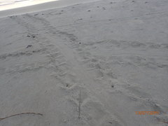 Caretta caretta