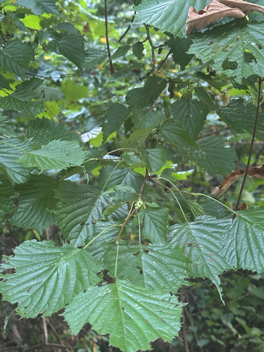 Japanese Euptelea (Euptelea polyandra)