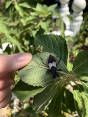 Microtomus purcis