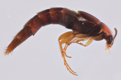 Bryoporus rufescens