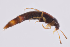 Bryoporus testaceus
