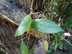 Hoya verticillata, photograph (c) Steve Fitzgerald, some rights reserved (CC BY-SA)