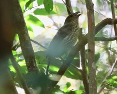 Scenopoeetes dentirostris