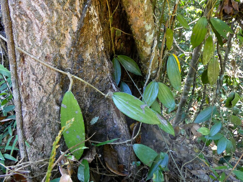 Hoya verticillata, photograph 6