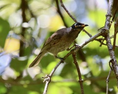 Bolemoreus frenatus