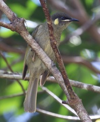 Microptilotis imitatrix