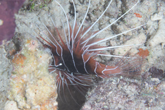 Pterois radiata