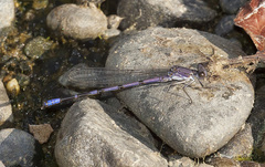Argia emma