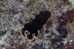 Pseudobiceros hancockanus