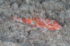 Parupeneus pleurostigma