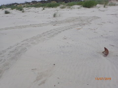 Caretta caretta