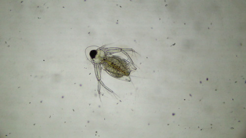 Diaphanosoma brachyurum