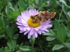 Boloria alaskensis